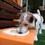 A Rio de Janeiro, les chiens ont leur restaurant