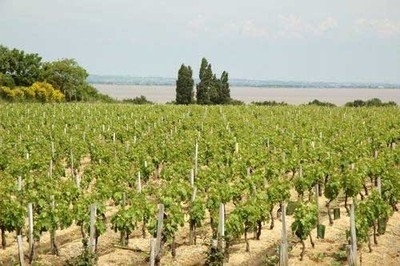 Ah, le vignoble du Médoc... un incontrounable !