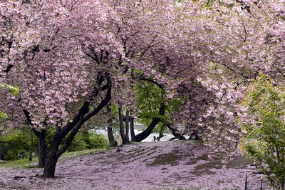 Les cerisiers en fleur au Japon