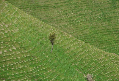 programme-de-reforestation