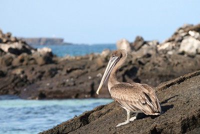 Pelican des îles Galapagos