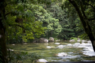 Foret tropicale de Daintree