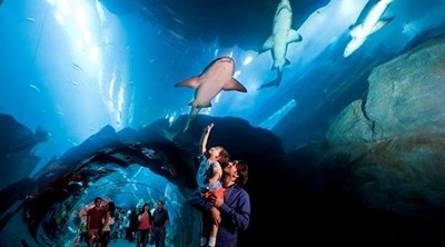 dubai-aquarium-and-underwater-zoo