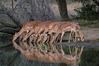 Les animaux sauvages d'Afrique du Sud s'affichent à Montparnasse