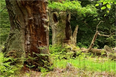 Forêts anciennes de hêtres en Allemagne