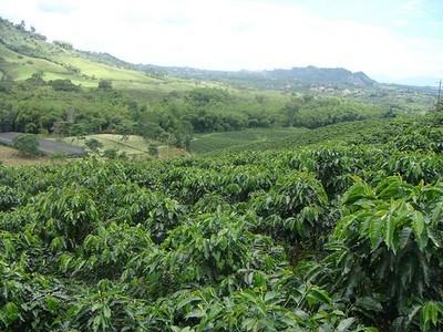 Paysage culturel du café colombien