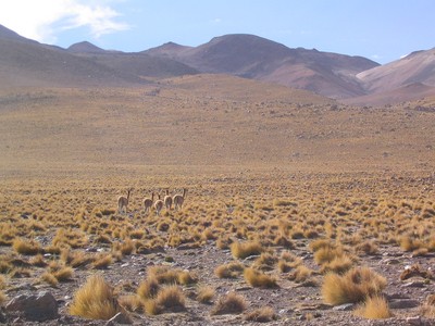 Désert d'Atacama