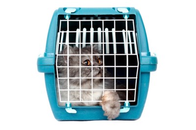 chat-dans-une-cage