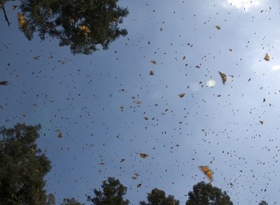 migration des papillons monarques