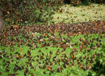 migration papillons monarques