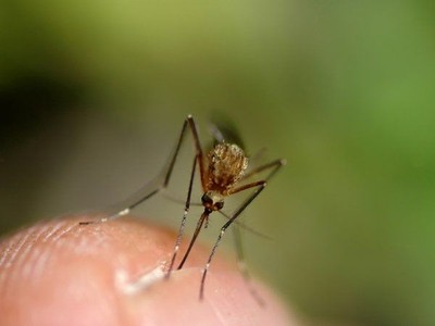 Se protéger des moustiques