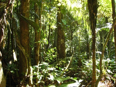 Forêt amazoniennes, Amérique du Sud