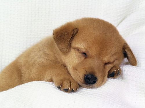 jeune chien
