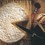 Fromages : Brie de Meaux et Coulommiers