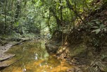 Forêt amazonienne