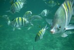 Poissons