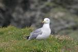Mouette