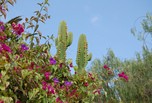 plantes