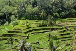 Bali et ses cultures