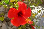 Fleur