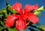 La flore