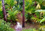 Jungle