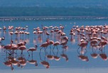 Flamants roses