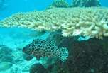 Poisson