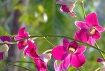 Fleur