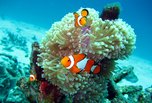 Poisson-clown