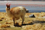 Lama
