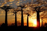 Allée des baobabs