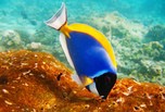 Poisson