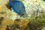 Poisson