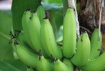 Bananes