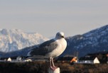 Mouette