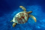 Tortue