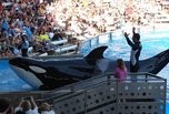 Sea World