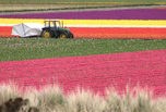 Champs de tulipes