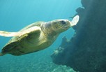 Tortue