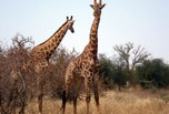 Girafes dans la réserve de Bandia