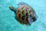 Tortue