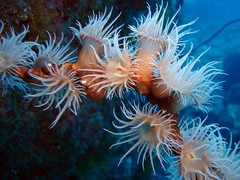 Fonds marins