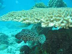 Poisson