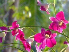 Fleur