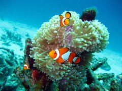 Poisson-clown