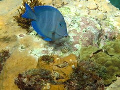 Poisson