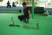 Visiter La ferme aux serpents