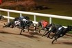Visiter Harold's Cross Greyhound Stadium
