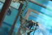 Visiter Le Museum d’histoire naturelle